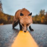 Mozilla Suspended Firefox Send
