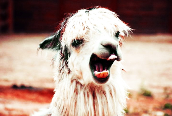 ALPACA use wildcard certificates