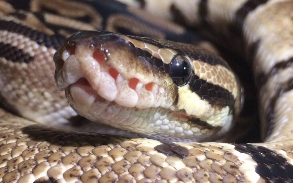 Python Package Index is Flooded with Malware