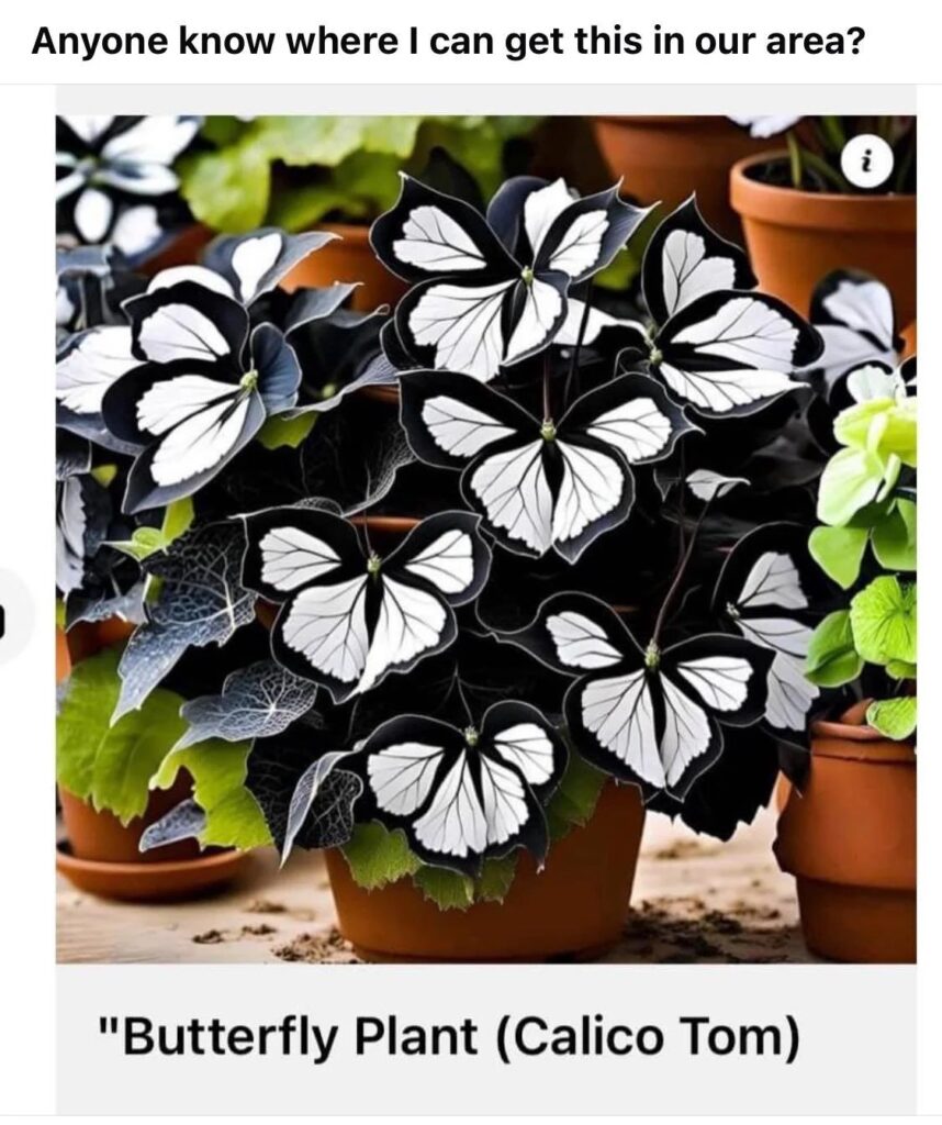 AI Flower Seed Scams: Fake Plants, Real Payments, and Marketplace Red Flags 5 Social media post asking where to buy a butterfly plant called Calico Tom